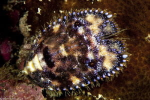 Parribacus antarcticus (Siladen) by Mathieu Foulquié 